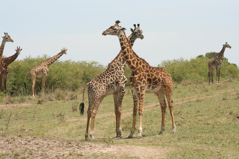 Safari dans le Kenya sauvage Explorez Amboseli, Tsavo Ouest et Tsavo Est 4 joursSafari sauvage au Kenya : découvrez Amboseli, Tsavo Ouest et Tsavo Est en 4 jours