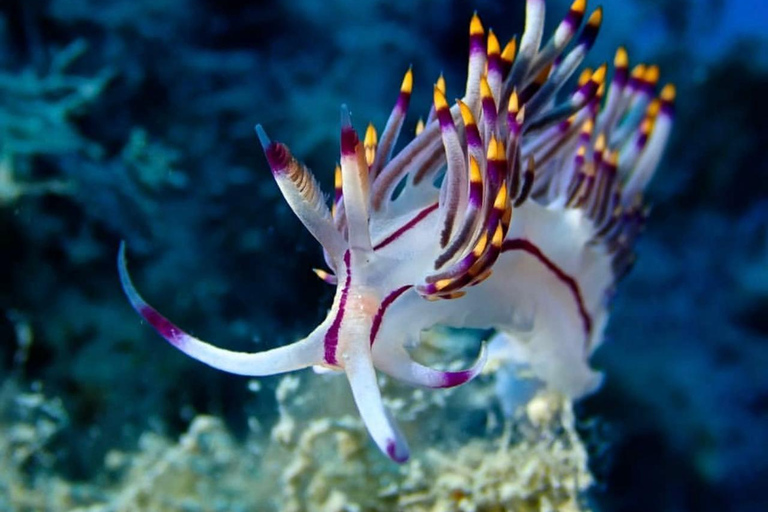Dive Into Adventure: Beginner Scuba Experience in Rhodes Snorkelling