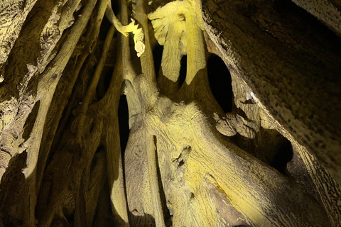 Monteverde: Night Tour with Night Vision Goggles