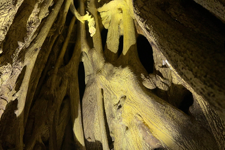 Monteverde: Night Tour with Night Vision Goggles