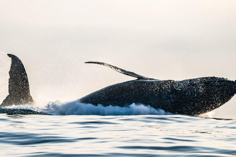 The Rio´s Ultimate Whale Whatching Experience THE RIO´S ULTIMATE WHALE WHATCHING