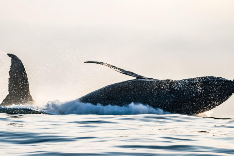 The Rio´s Ultimate Whale Whatching Experience THE RIO´S ULTIMATE WHALE WHATCHING