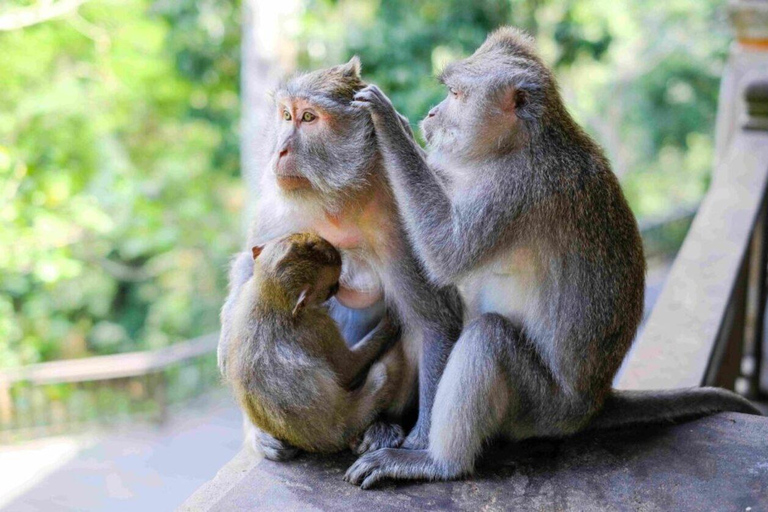 Ubud: Monkey Forest, Pura, Rice Terraces, Hidden Waterfall Ubud : Private Tour With Ticket