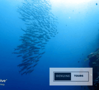 Moalboal, Buceo con la Sardina y Tortugas Marinas - Hizvo