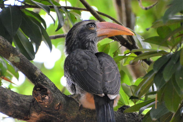 Overnight, Periyar Wildlife Tour with Elephant Bath