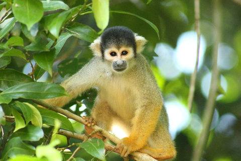 Da Cusco: 5 giorni di esplorazione e connessione nella Zona Riservata del ManuDa Cusco: 5 giorni di esplorazione e connessione nella Zona Riservata di Manu