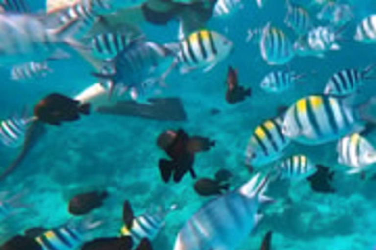 Zanzibar: Mnemba Dolphin, Jozani Forest & Turtle Sanctuary Private Tour without Hotel transfer