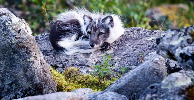 Rovaniemi: Ranua Wildlife Park Tour with Transfer | GetYourGuide