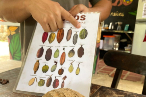 Medellín: Chocolate Farm Tour with Cocoa Exfoliation