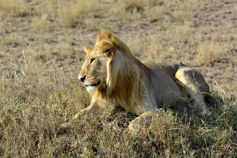 Nairobi: Tour di un giorno al Parco Nazionale Amboseli e al villaggio Maasai