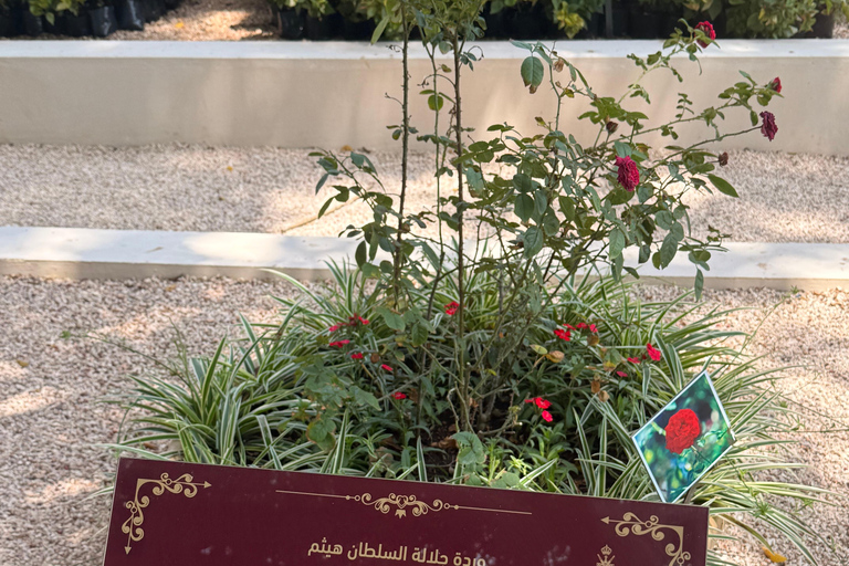 Salalah City Tour: Mosque, Al Gharif Project and Royal Farm