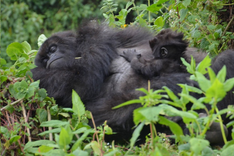 Rwanda: 2-Day Volcanoes National Park Gorilla Trekking Tour