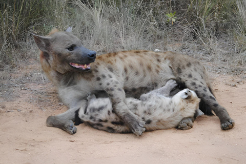 10 daagse Kruger en verder fotorondreis