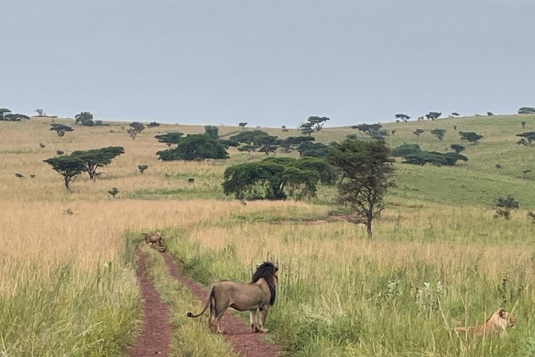 Recorrido de caza de los 5 Grandes y acampada en el pico más alto de Akagera