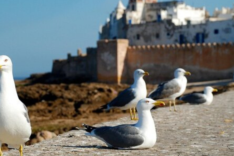From Marrakech: Essaouira Day Trip with Free Time to Explore From Marrakech: Private Day Trip to Essaouira