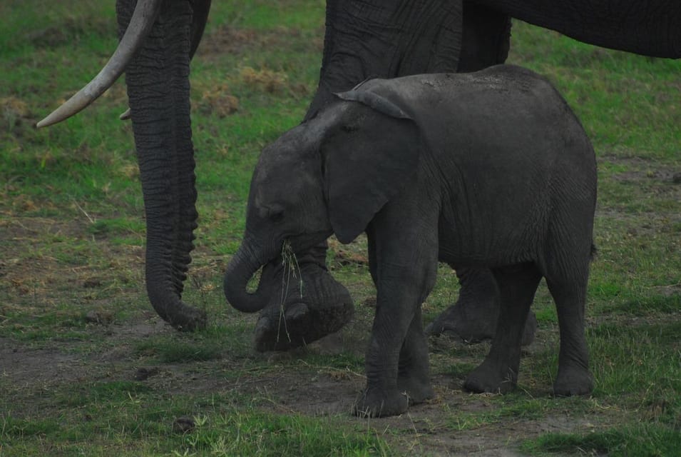 Nairobi Overnight Safari Trip To Amboseli National Park Getyourguide