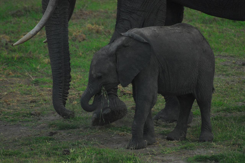 Excursión de un día al Parque Nacional de Amboseli