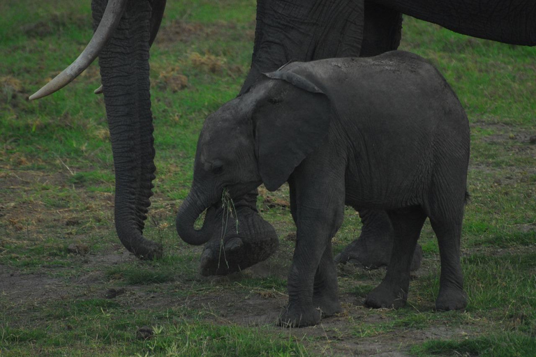 Excursión de un día al Parque Nacional de Amboseli