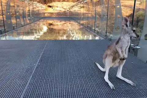 Cobbold Gorge 3 hour tour