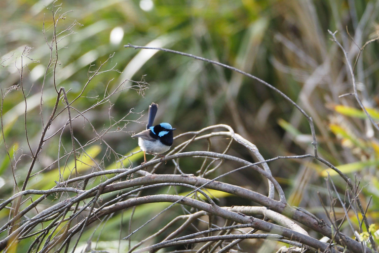 Safari nella fauna selvatica di Sydney