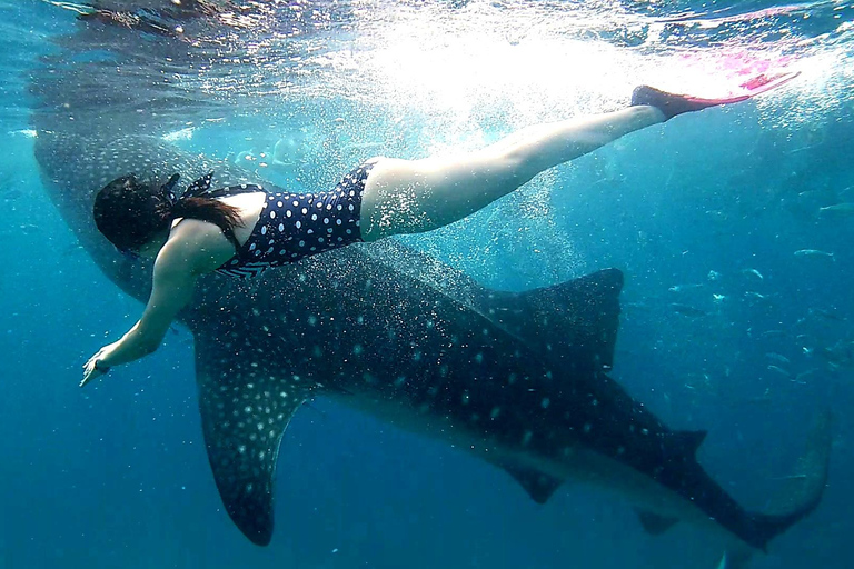 Oslob: Whale Shark Watching Experience
