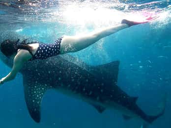 Oslob Cebu: Whale Shark Watching Day Tour