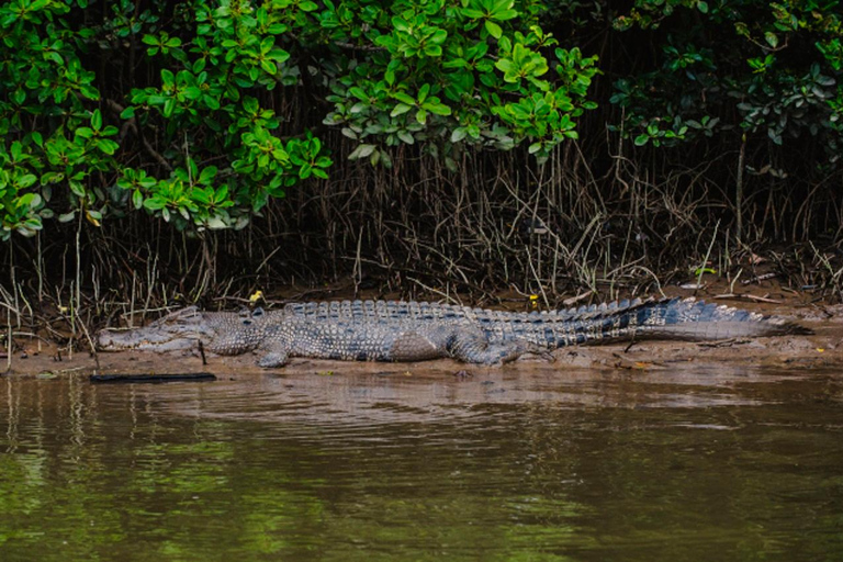 Daintree: Rejs po rzece Daintree z przewodnikiem