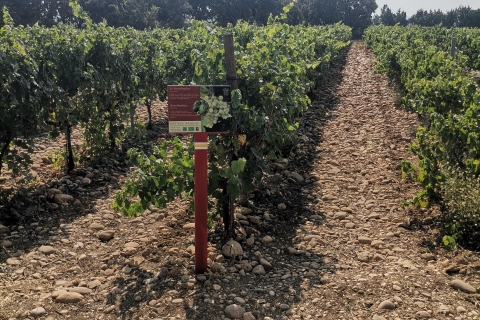 Marsylia: jednodniowa degustacja wina w Awinionie i Côtes du Rhône