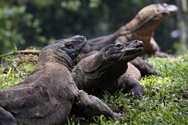 Lombok: Wyspa Komodo: 4-dniowa wycieczka łodzią z wyżywieniem