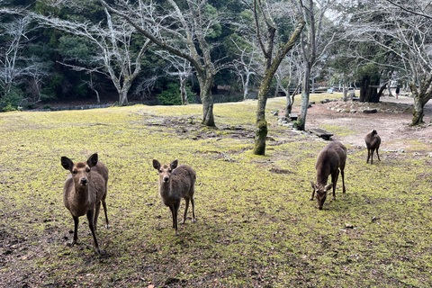 Hiroshima: tour to Peace Memorial Park and Miyajima Island