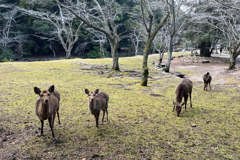 Hiroszima: wycieczka do Parku Pamięci Pokoju i na wyspę Miyajima