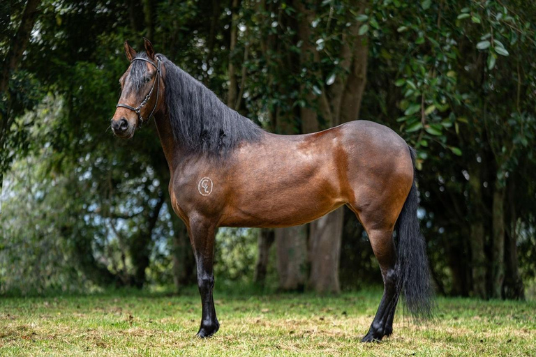 Bogotá: Paso Fino Horse Ranch Visit with Guide