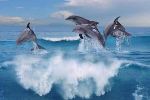 Hurghada: Excursión en barco a la Casa de los Delfines con snorkel