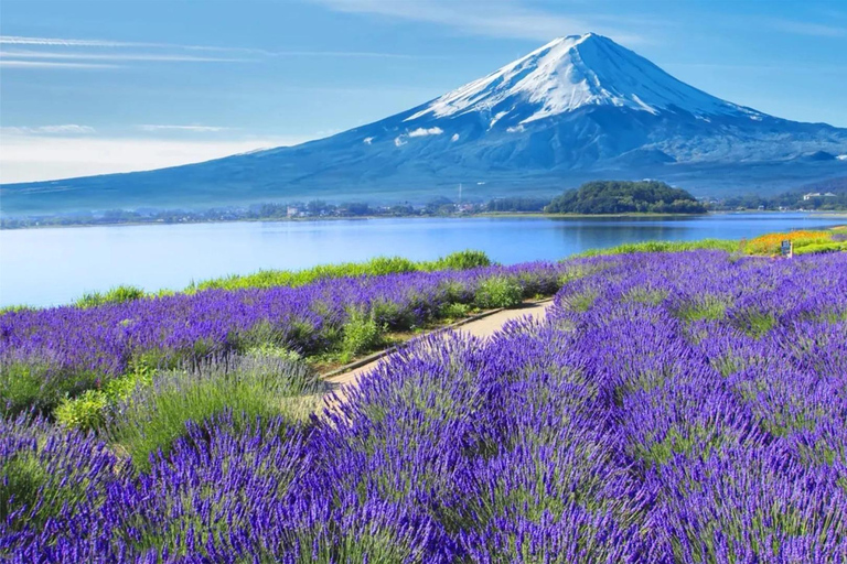Tokyo: Mt Fuji & Arakurayama& Oshino Hakkai&Lake Kawaguchiko 8:00 AM | Shinjuku Station, West Exit