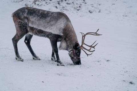 Fairbanks: Passeio de rena com transporte