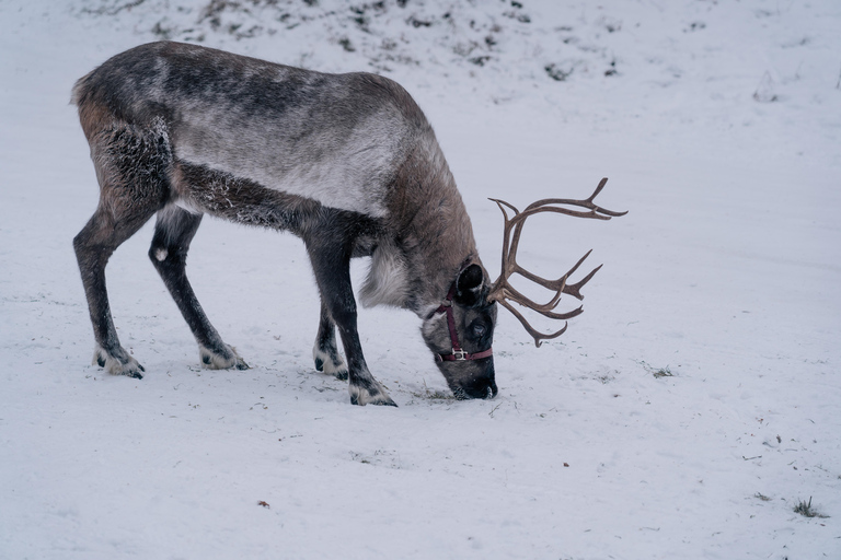 Fairbanks: Reindeer Walk with transportation