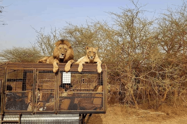 From Dakar: Bandia Reserve, Saly, and Lac Rose 2-Day Tour