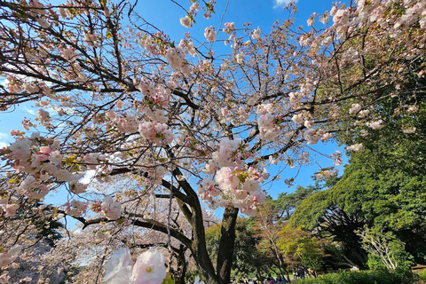 Tokyo Full and Half Day Sightseeing Tour with Mount Fuji Tokyo: 4 Hours Private City Sightseeing Tour with Tour Guide