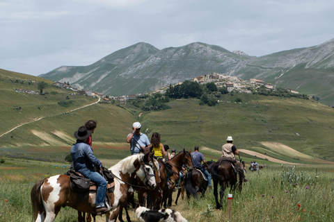 Auckland: 1-Hour Scenic Horseback Riding Adventure