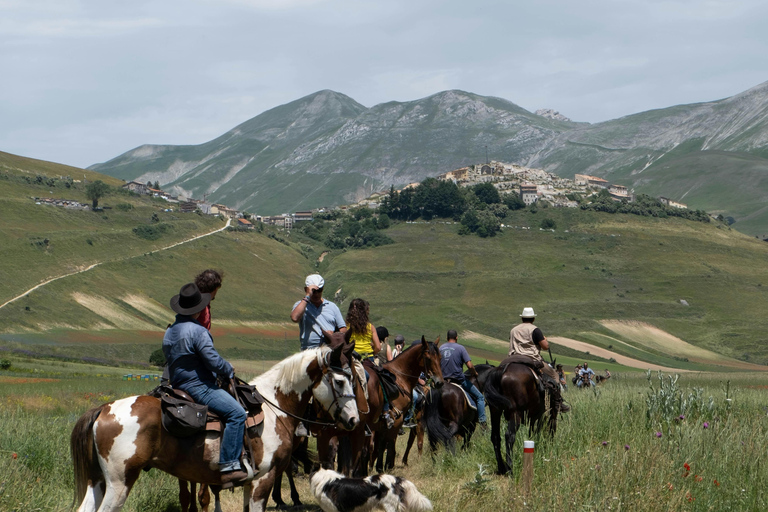 Auckland: 1-Hour Scenic Horseback Riding Adventure