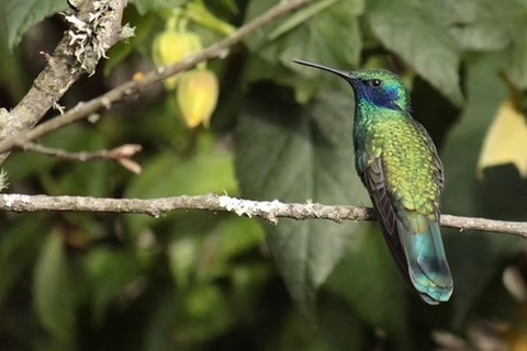 Hummingbird Sanctuary & Dorado lagoon - Day Tour from Bogotá