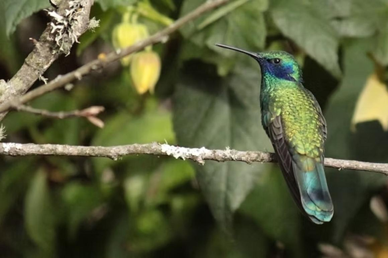 Hummingbird Sanctuary & Dorado lagoon - Day Tour from Bogotá