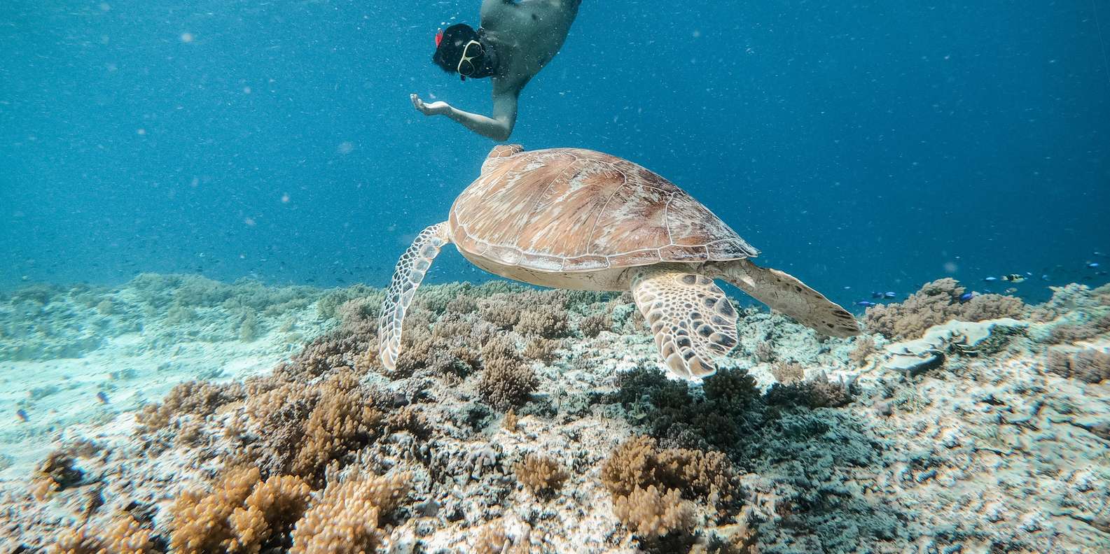 Bali snorkeling tour — underwater marine life and coral reefs — image 28