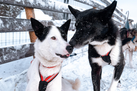 Rovaniemi: Insider 10 km Husky Sled Ride