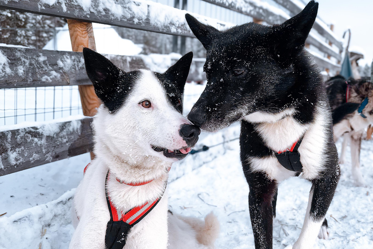 Rovaniemi: Insider 10 km Husky Sled Ride