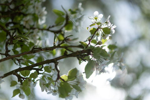 Calvados: the art of making Coquerel Calvados and Normindia Gin