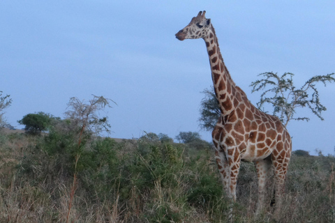 Uganda: 12-dniowe luksusowe safari z trekkingiem goryli