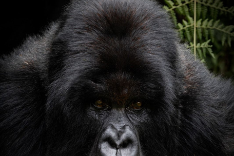 Kigali : randonnée de trois jours à la rencontre des primates dans le parc national des volcansParc national des volcans de Kigali : trek de 3 jours