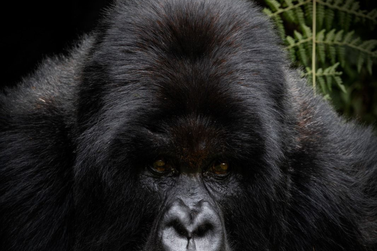 Kigali : randonnée de trois jours à la rencontre des primates dans le parc national des volcansParc national des volcans de Kigali : trek de 3 jours