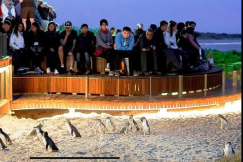 Melbourne: Phillip Island Private Tour with Penguin Parade
